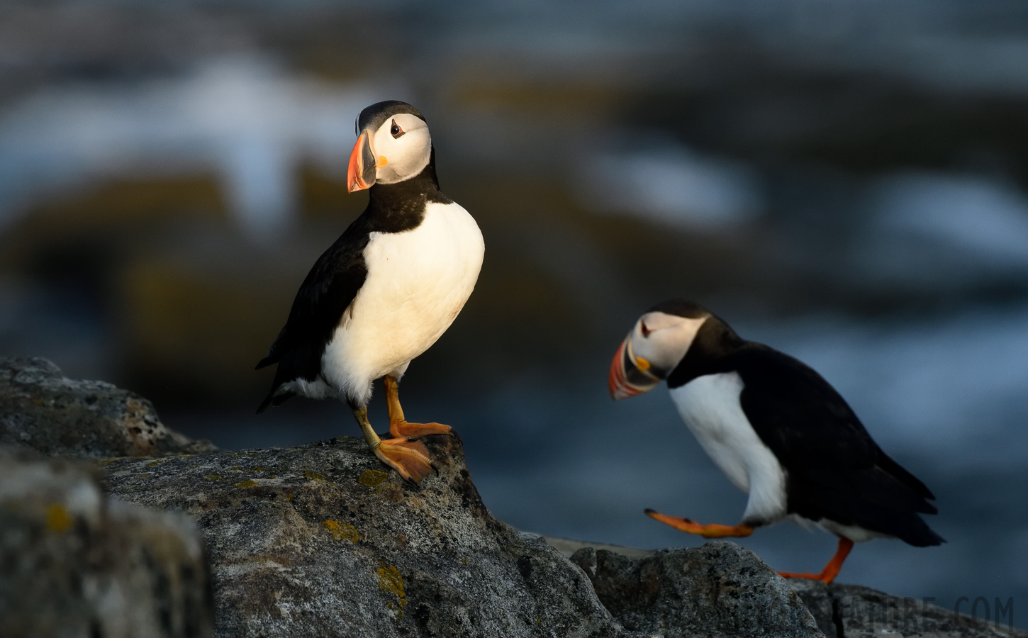 Fratercula arctica [400 mm, 1/1600 sec at f / 9.0, ISO 1600]